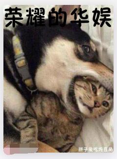 荣耀的华娱